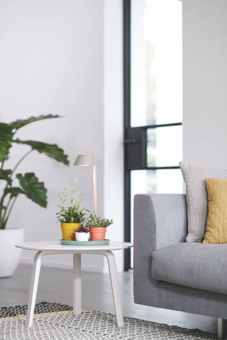 plant light care 11cm gris glacier